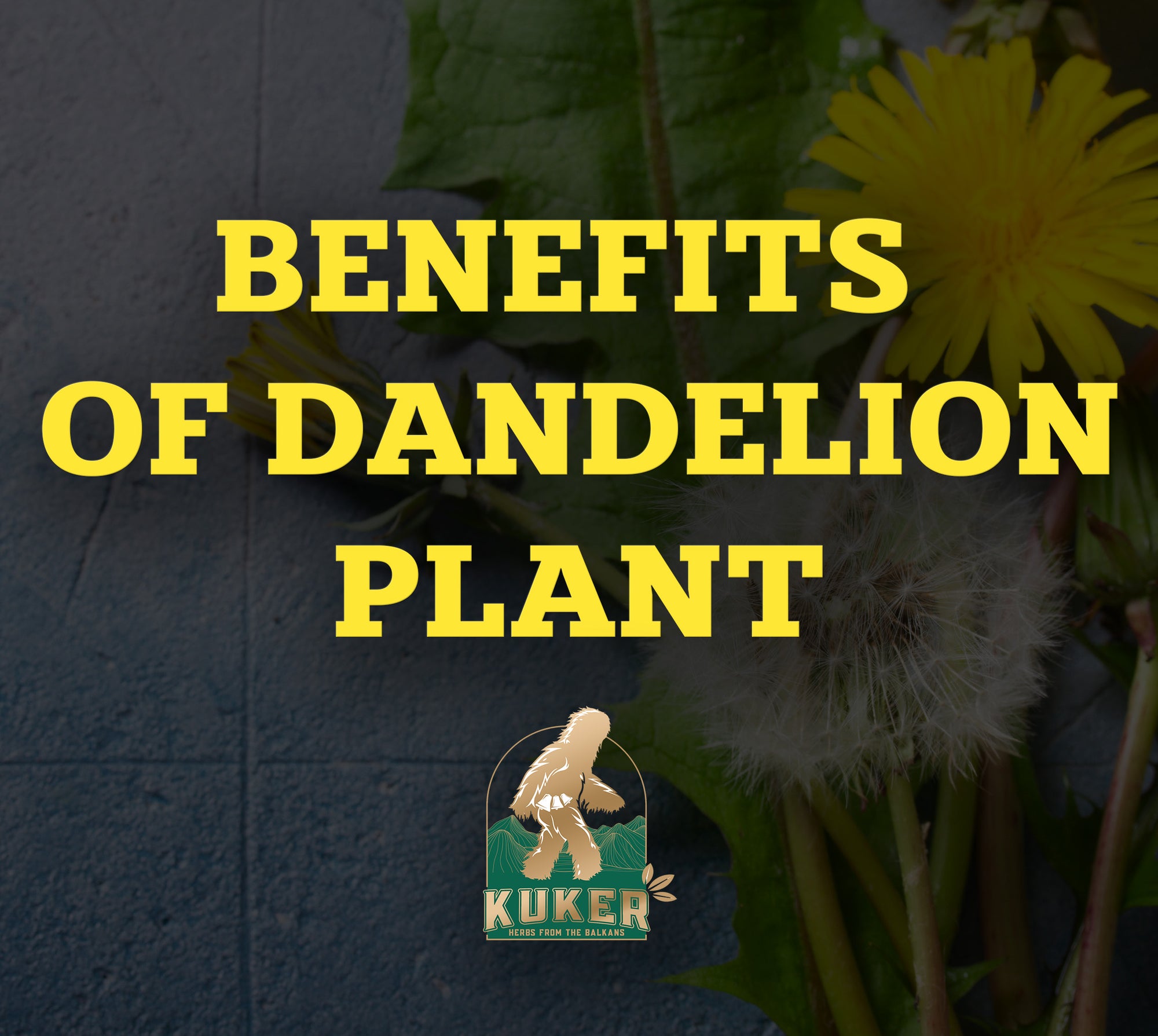 Benefits of Dandelion Herb