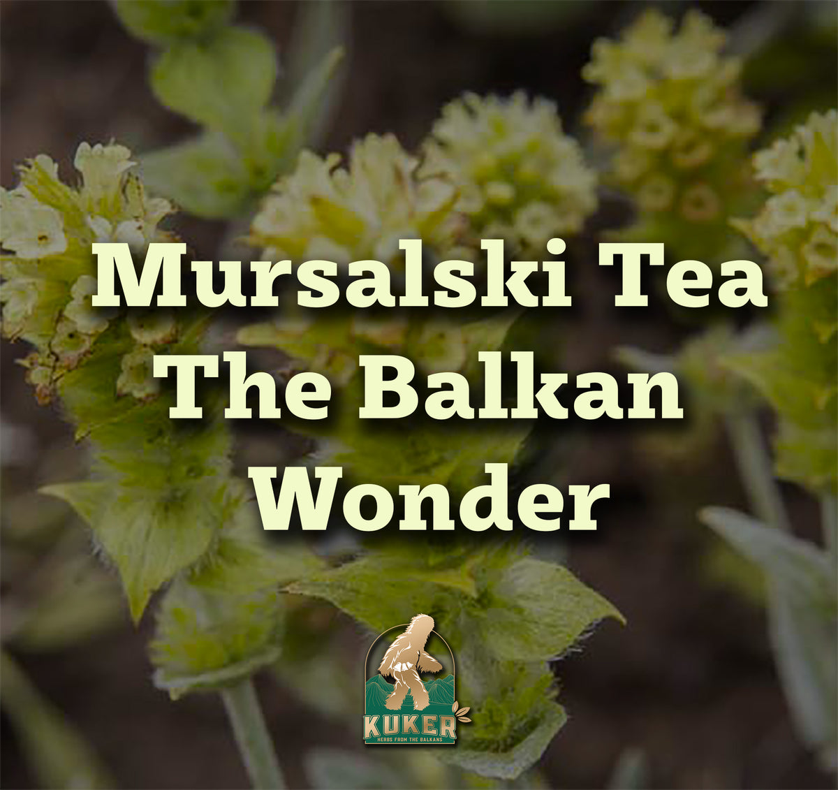 The unique Bulgarian herb - Mursal Tea – Kuker Shop