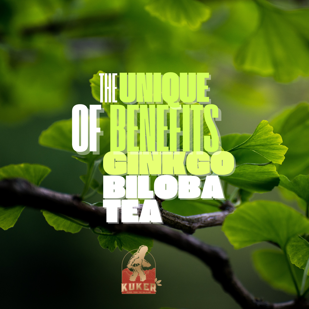 The Unique Benefits of Ginkgo Biloba Tea