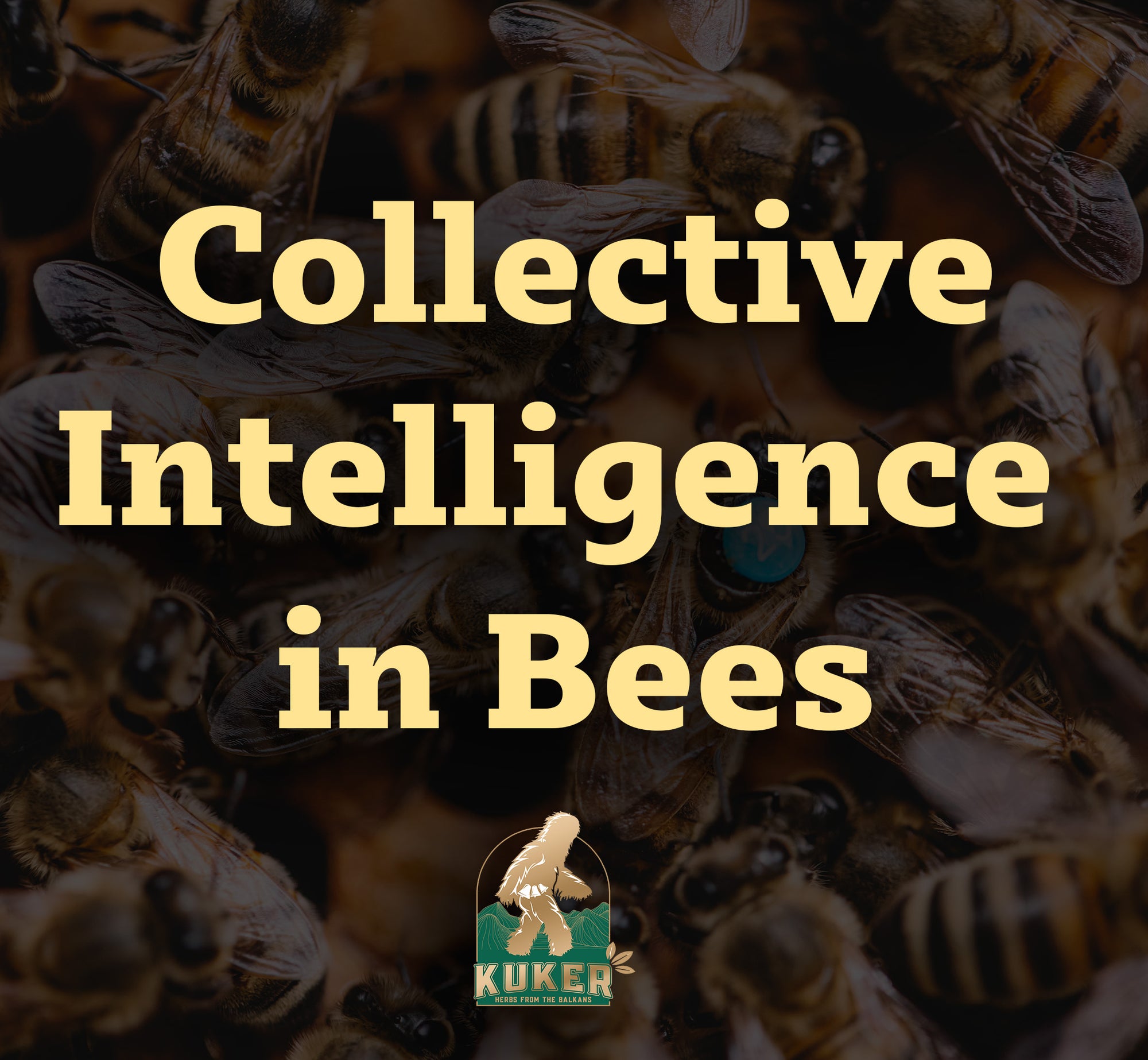 The Collective Intelligence of Bees