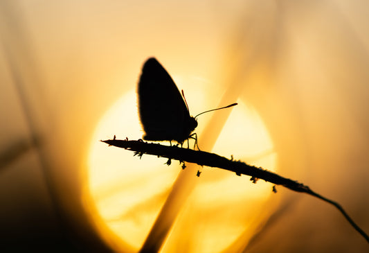 The man who wanted to see God - Kuker Shop