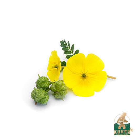 Tribulus Terrestris Plant & Benefits